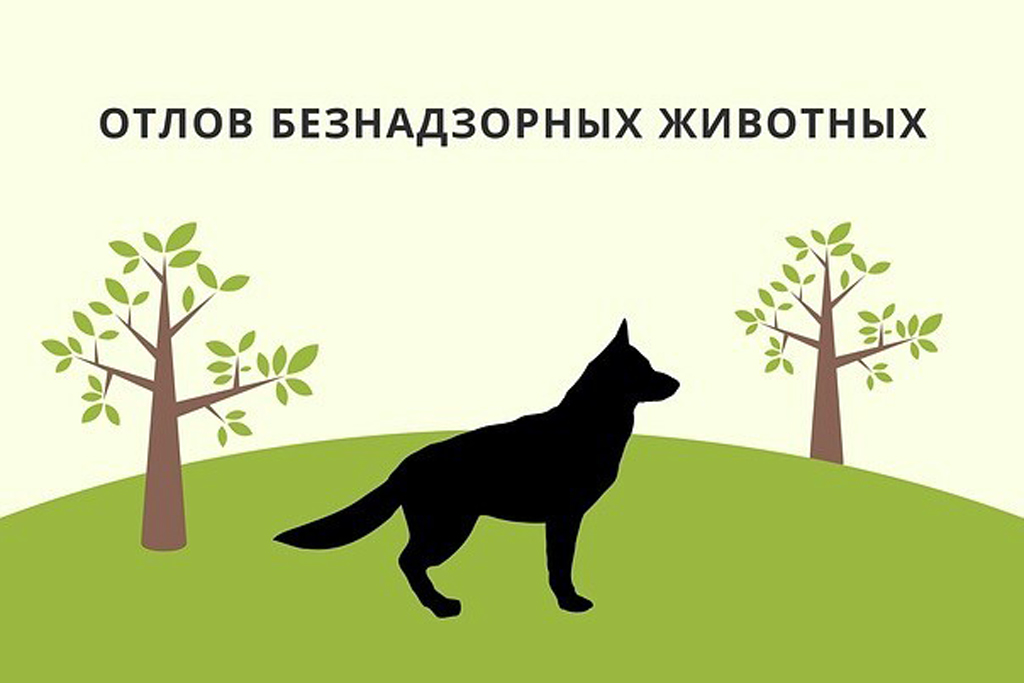 Отлов безнадзорных животных..
